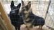 German Shepherd Puppies for sale in Strafford, MO 65757, USA. price: NA
