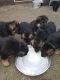 German Shepherd Puppies for sale in California St, Huntington Park, CA 90255, USA. price: $200