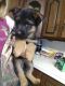 German Shepherd Puppies for sale in Port Washington, OH 43837, USA. price: NA