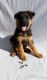 German Shepherd Puppies for sale in Duncanville, TX, USA. price: NA
