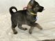 German Shepherd Puppies for sale in Sugarcreek, OH 44681, USA. price: NA
