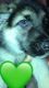 German Shepherd Puppies for sale in Ventnor City, NJ 08406, USA. price: NA