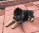 German Shepherd Puppies for sale in North Hollywood, Los Angeles, CA, USA. price: $2,000