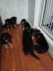 German Shepherd Puppies for sale in Los Andes St, Lake Forest, CA 92630, USA. price: NA