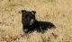 German Shepherd Puppies for sale in Middleton, TN 38052, USA. price: $500