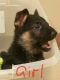 German Shepherd Puppies for sale in Elizabethtown, KY 42701, USA. price: $500
