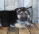 German Shepherd Puppies for sale in Cleveland, OH 44108, USA. price: $500