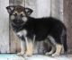 German Shepherd Puppies for sale in Anderson, IN 46014, USA. price: NA