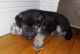 German Shepherd Puppies for sale in Oshkosh, WI, USA. price: $900