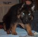 German Shepherd Puppies for sale in Warren, OH 44483, USA. price: NA