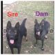 German Shepherd Puppies for sale in Owosso, MI 48867, USA. price: NA