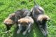 German Shepherd Puppies for sale in Boston, MA, USA. price: $700