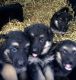 German Shepherd Puppies for sale in New York, NY 10119, USA. price: NA