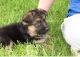 German Shepherd Puppies for sale in Alaska St, Staten Island, NY 10310, USA. price: NA