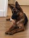 German Shepherd Puppies for sale in California St, San Francisco, CA, USA. price: NA