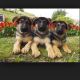 German Shepherd Puppies for sale in Newark, NJ, USA. price: NA