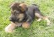 German Shepherd Puppies for sale in Ashfield, MA, USA. price: $500