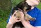 German Shepherd Puppies for sale in Texas City, TX, USA. price: $400
