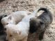 German Shepherd Puppies for sale in 813 FL-436, Altamonte Springs, FL 32714, USA. price: NA