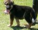 German Shepherd Puppies for sale in Estacada, OR 97023, USA. price: NA