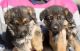 German Shepherd Puppies for sale in Denver, CO 80201, USA. price: NA