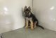 German Shepherd Puppies for sale in Warrendale, PA, USA. price: NA