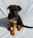 German Shepherd Puppies for sale in Charleston, SC, USA. price: $500