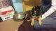 German Shepherd Puppies for sale in Firestone, CO, USA. price: NA
