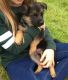 German Shepherd Puppies for sale in St. Louis, MO, USA. price: $400