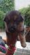 German Shepherd Puppies for sale in Ohio Pike, Amelia, OH 45102, USA. price: $500