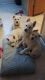 German Shepherd Puppies for sale in Willisburg, KY 40078, USA. price: NA