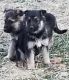 German Shepherd Puppies for sale in Owingsville, KY 40360, USA. price: NA