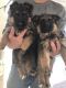 German Shepherd Puppies for sale in W Glendale Ave, Glendale, AZ, USA. price: $1,000