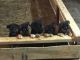 German Shepherd Puppies for sale in Pine City, MN 55063, USA. price: NA