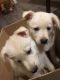 German Shepherd Puppies for sale in Anderson, IN, USA. price: NA