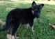 German Shepherd Puppies for sale in Brattleboro, VT 05301, USA. price: NA