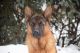 German Shepherd Puppies for sale in Deer Park, WA 99006, USA. price: $2,300
