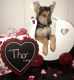 German Shepherd Puppies for sale in Mastic, NY, USA. price: NA