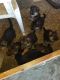German Shepherd Puppies for sale in Iowa City, IA, USA. price: NA
