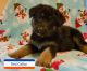 German Shepherd Puppies for sale in Madison, FL 32340, USA. price: NA