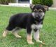 German Shepherd Puppies for sale in Lexington, KY, USA. price: NA