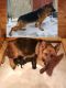 German Shepherd Puppies for sale in North Tonawanda, NY 14120, USA. price: NA