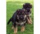 German Shepherd Puppies for sale in Manchester, NH, USA. price: $400