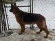 German Shepherd Puppies for sale in Joliet, IL, USA. price: NA