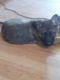 German Shepherd Puppies for sale in Paducah, KY, USA. price: NA