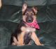 German Shepherd Puppies for sale in Little Rock, AR, USA. price: NA