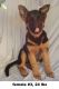 German Shepherd Puppies for sale in Sun Valley, CA 91352, USA. price: NA