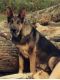 German Shepherd Puppies for sale in 3795 Bailey Rd, Marengo, OH 43334, USA. price: $700