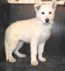 German Shepherd Puppies for sale in Ehrhardt, SC 29081, USA. price: NA