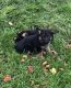 German Shepherd Puppies for sale in Newark, NJ, USA. price: $560
